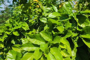Beautiful green tree, plants, forest and flowers in the outdoor gardens and parks