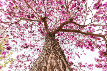 Pink trumpet on the tree without leaf, ant view