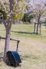 桜とランドセル　入学　新入生　1年生　春イメージ