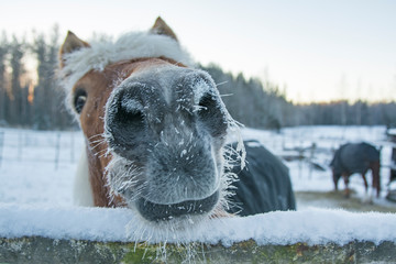 Horse in winter