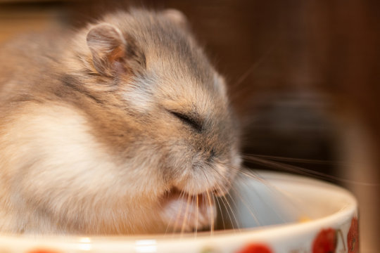 Zwerghamster schl&auml;ft im Futternapf