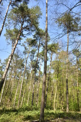 Cimes d'un groupe de sapins s'élevant dans le ciel à la forêt d'Hallerbos près de Halle