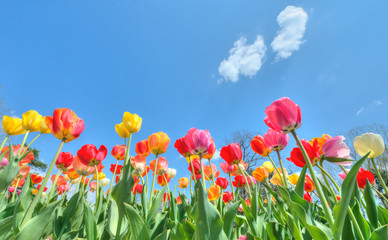 Beautiful translucent tulips against blue sky in spring time.