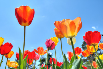 Obraz premium Beautiful translucent tulips against blue sky in spring time.