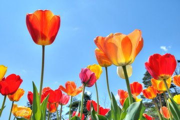 Beautiful translucent tulips against blue sky in spring time.