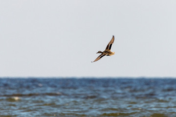 Fototapeta na wymiar Flying duck above the sea.