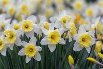Daffodils