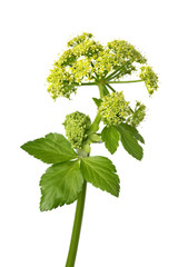Blooming Alexanders plant