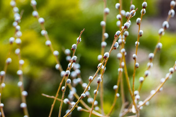 Branches of a willow with earrings, spring background. Thin willow twigs