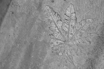 Naklejka premium Black and white photos, printing leaves on the floor, cement, art, not easy for the plasterer.