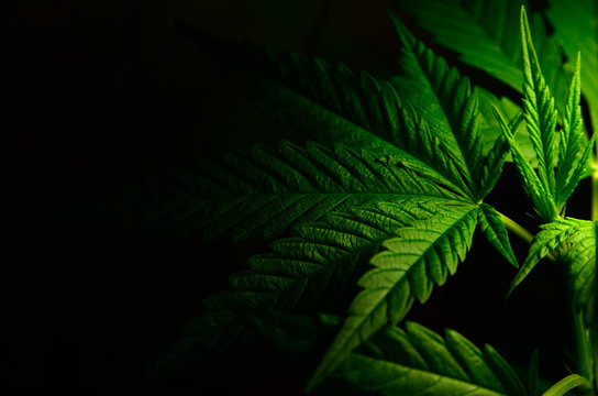 Cannabis Leaf Wallpaper Images – Browse 28,770 Stock Photos, Vectors, and  Video | Adobe Stock