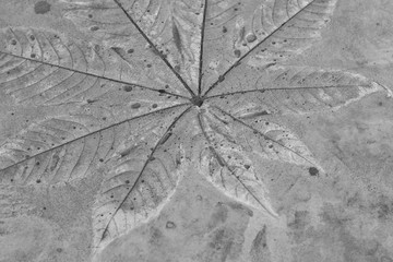 Black and white photos, printing leaves on the floor, cement, art, not easy for the plasterer.