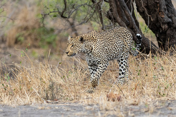 Leopard female walking  in Sabi Sands Game Reserve in the Greater Kruger Region  in South Africa