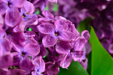 The branches of the young, blossoming lilac closeup