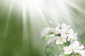 Nature Beautiful apple tree branch with bllom flowers, bee and sun rays