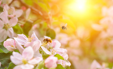 Flowers of the apple blossoms with bee on a sunny spring day