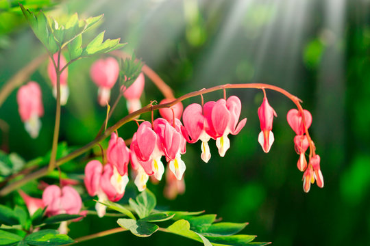 Dicentra - Bleeding Heart Flowers in sunny day. Spsce for text. Love Valentine day concept. Spring nature Background
