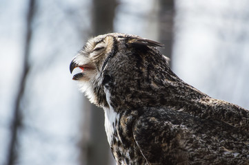 puchacz © Kasia R.
