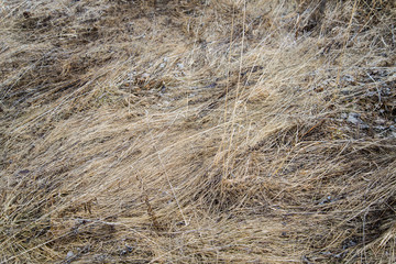 last year's dry grass in the field crushed to the ground.