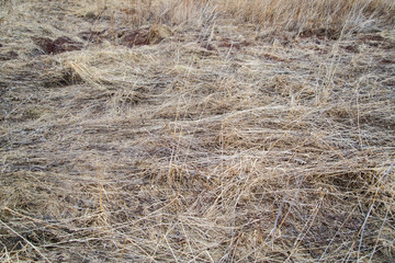 last year's dry grass in the field crushed to the ground.