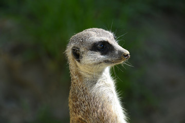 Erdmännchen