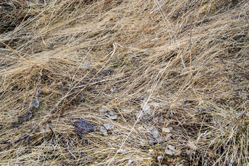 last year's dry grass in the field crushed to the ground.