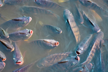 Tilapia fish, freshwater fish raised in the pond, are waiting for grain feeding. Agricultural...