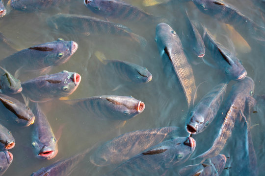 Tilapia fish, freshwater fish raised in the pond, are waiting for grain feeding. Agricultural industry systems for fish farming for commercial purposes The fish that grow fast are popular because they