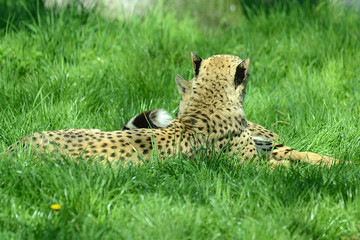 Fototapeta na wymiar Gepard auf Wiese in Tierpark