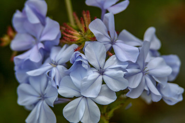 Fototapeta na wymiar close up from a blue plumbago blossom