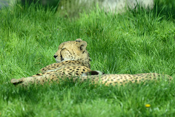 Gepard auf Wiese in Tierpark © R+R