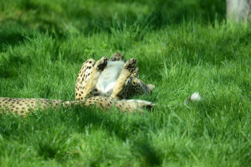 Gepard auf Wiese in Tierpark