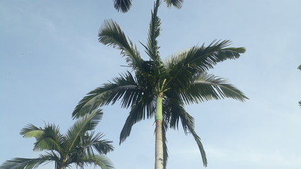 Fototapeta na wymiar palm trees sky blue nature