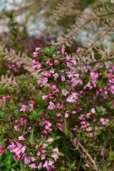 Weigel's shrub blooming