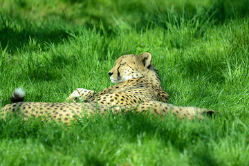 Gepard auf Wiese in Tierpark