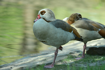 exotische Enten
