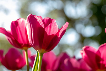 Beautiful pink blooming tulips at park or garden. Bokeh as background. Outdoor shoothing by natural light in sunny day.