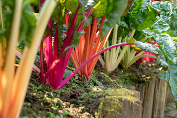 Beautiful and fresh rainbow Swiss chard in farm. Fresh ingredients for good  and healthy meal.
