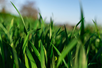Obraz premium Fresh grass in closeup