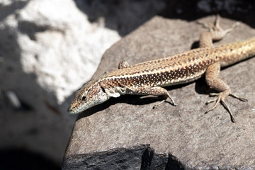 Lizard on the rocks on a sunny day.