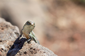 Lizard on the rocks on a sunny day.