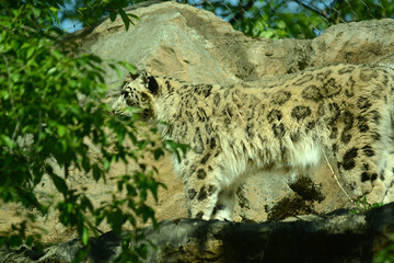 Schneeleopard