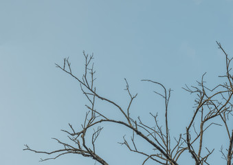 Dead tree branches with blue sky background.
