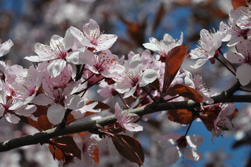 Spring Cherry blossoms, pink flowers.