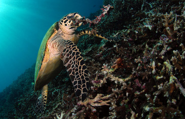 Hawksbill turtle - Eretmochelys imbricata. Komodo island, Indonesia.