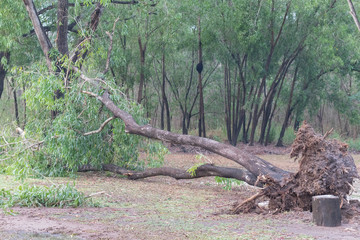 broken tree fall down after heavy storm at Thailand