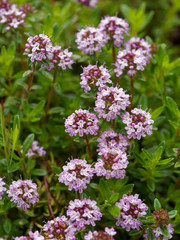 Le Serpolet (Thymus serpyllum) 