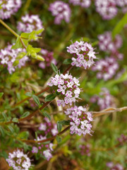 Fototapeta premium Le Serpolet (Thymus serpyllum) 