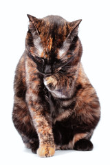 Black and red tortoiseshell cat on a white background.
