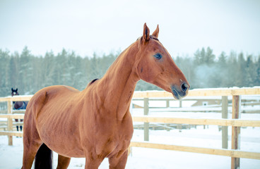 portrait of red horse near fence in winter